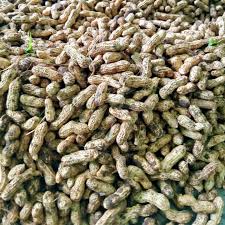 Kacang Tanah